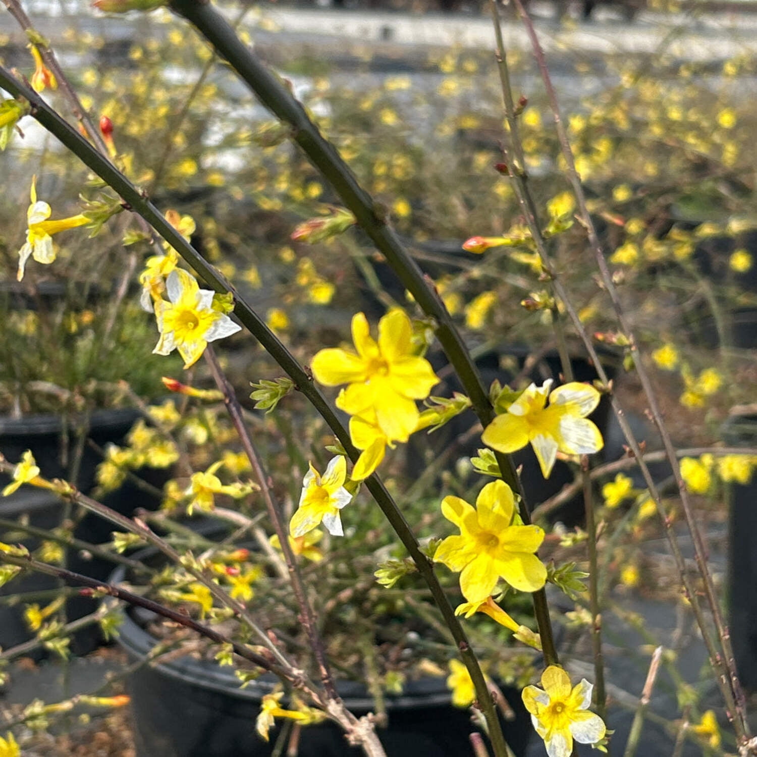 GoBuyPlants Winter Jasmine - Thumbnail 2
