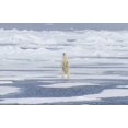 thumbnail image 2 of Young, Bill 32x22 Gold Ornate Wood Framed with Double Matting Museum Art Print Titled - Norway, Svalbard Polar bear on sea ice, 2 of 4