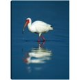 thumbnail image 1 of Cuadro Decorativo - Enfriamiento Ibis, 1 of 3