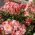 thumbnail image 3 of Fourth of July Dormant Bare Root Climbing Rose, Includes one dormant plant per order, 3 of 4
