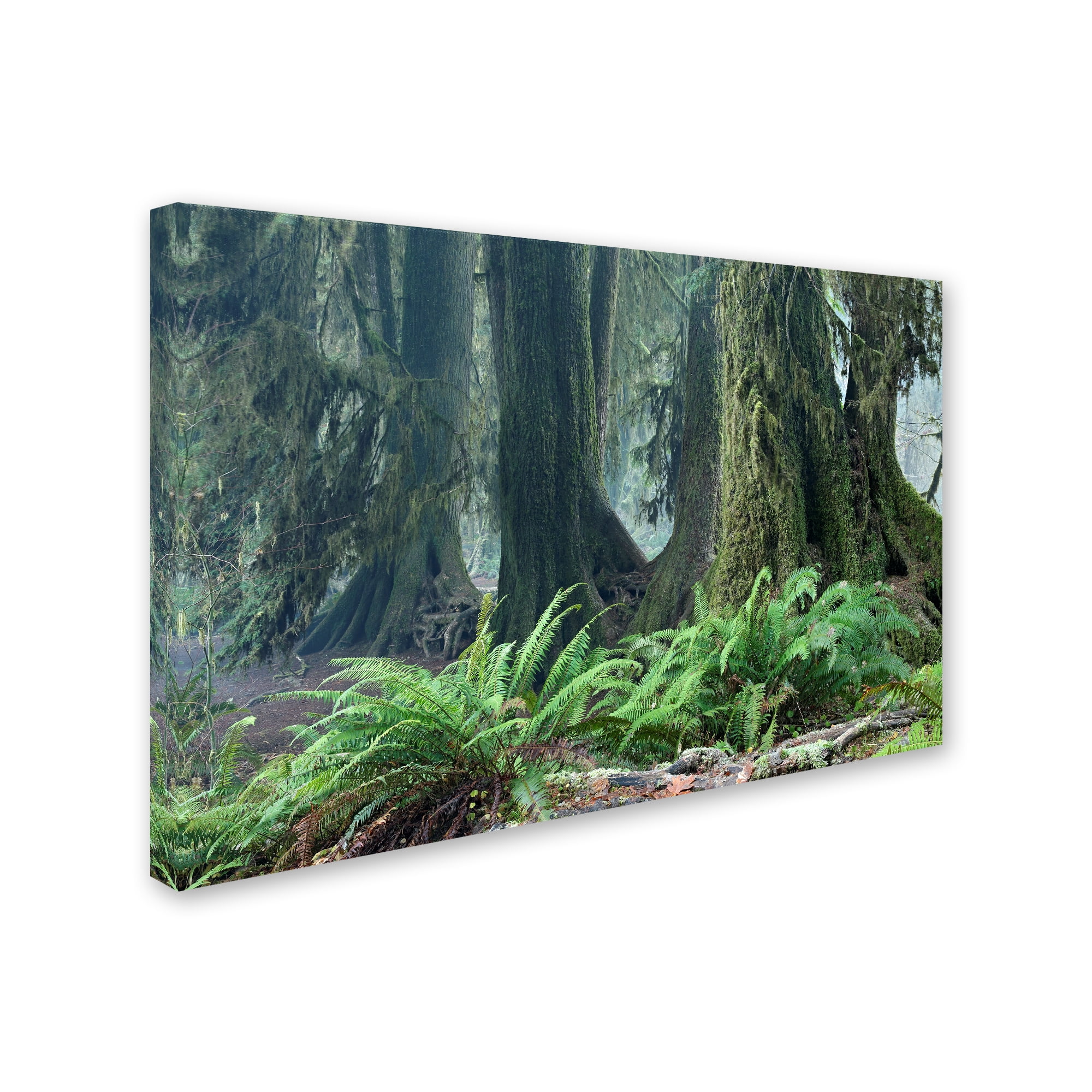Trademark Fine Art 'Washington Olympic NP Foggy Ferns' Canvas Art by Mike Jones Photo