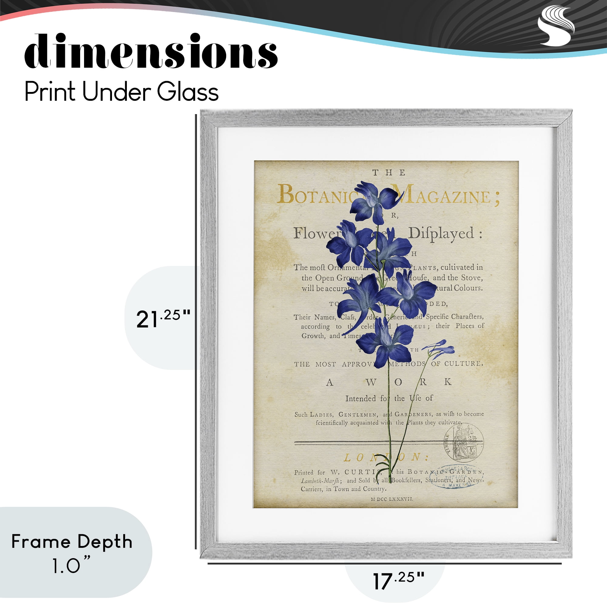 Stupell Industries Natural Botanic Garden Flower Gray Framed Print Under Glass, design by Susan Arnot