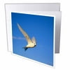 Common Fairy Tern, bird, Ascension Island - NA02 KSC0007 - Kevin Schafer 12 Greeting Cards with envelopes gc-84078-2