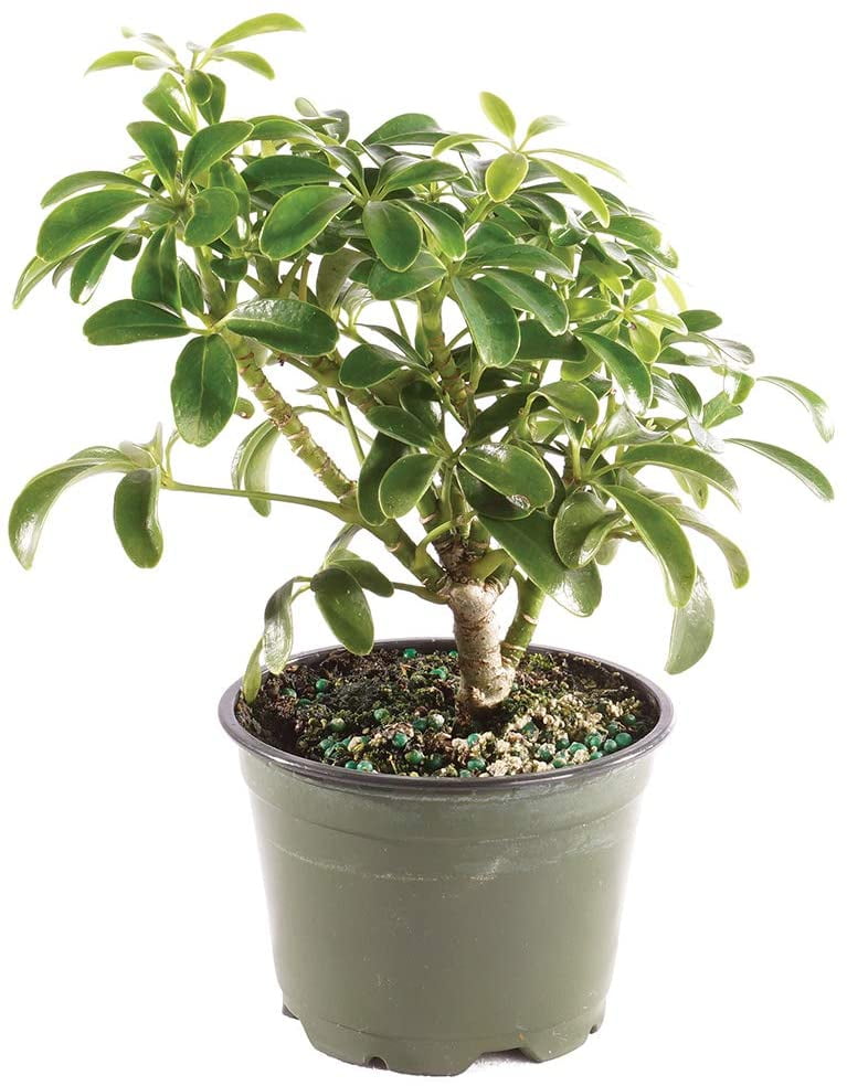 Brussels Bonsai Live Hawaiian Umbrella Indoor Bonsai Tree 3 Years Old 4 To 6 Tall With Plastic Grower Pot Small Walmart Com Walmart Com