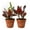 2 Plants, variant on Croton Batik - 1 Live Starter Plant - Codiaeum Variegatum - Beautiful Easy Care Indoor Houseplant