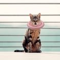 thumbnail image 2 of 1 Pc Practical Cat Recovery Collar Cat Protective Collar Cat Recovery Collar, 2 of 8