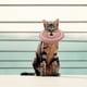 thumbnail image 1 of unbranded 1Ud Collar Antilamer Rosa Para Collar Recuperación En Material Resistente, 1 of 8