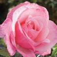 thumbnail image 3 of National Plant Network Bare Root First Prize Rose, 3 of 10
