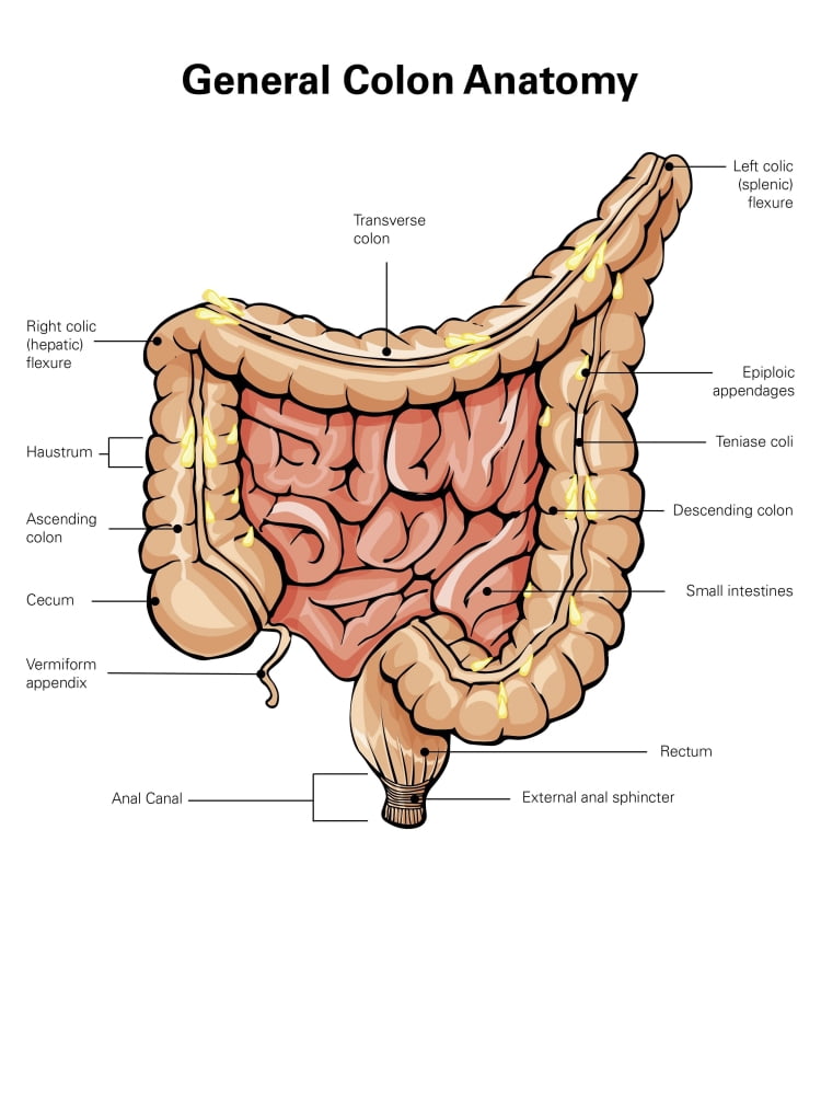 General colon anatomy, with labels. Poster Print by Alan Gesek