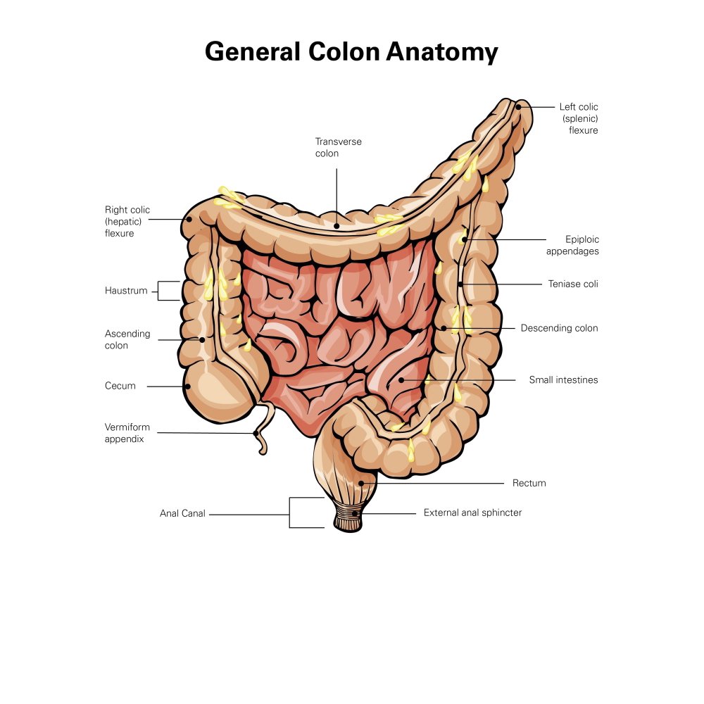General colon anatomy, with labels. Poster Print by Alan Gesek