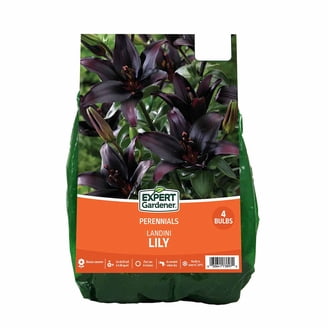 Van Zyverden Lily Durango (Set of 4 Dormant Bulbs) Partial Sun