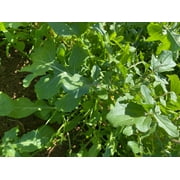 Plant Good Seed Arugula Seed Packet Spicy Salad Green Seeds Garden Rocket Annual Full Sun Part Shade