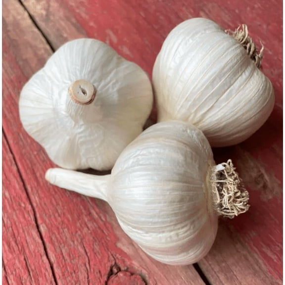 5 Bulbs Music Garlic for Planting, Heirloom Garlic Bulbs for Planting Home Vegetable Garden
