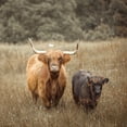 thumbnail image 2 of Frank, Assaf 20x20 White Modern Wood Framed Museum Art Print Titled - Highland Cows, 2 of 4