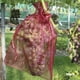 thumbnail image 4 of Tmvgtek Bolsa De Red Antipájaros Bolsa De Malla De Protección De Frutas, Uvas Y Verduras (Café) Tmvgtek Para estrenar, 4 of 8