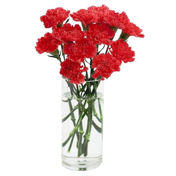 KaBloom :6 Red Carnations, Next-Day Delivery, Gift for Every Occasion.