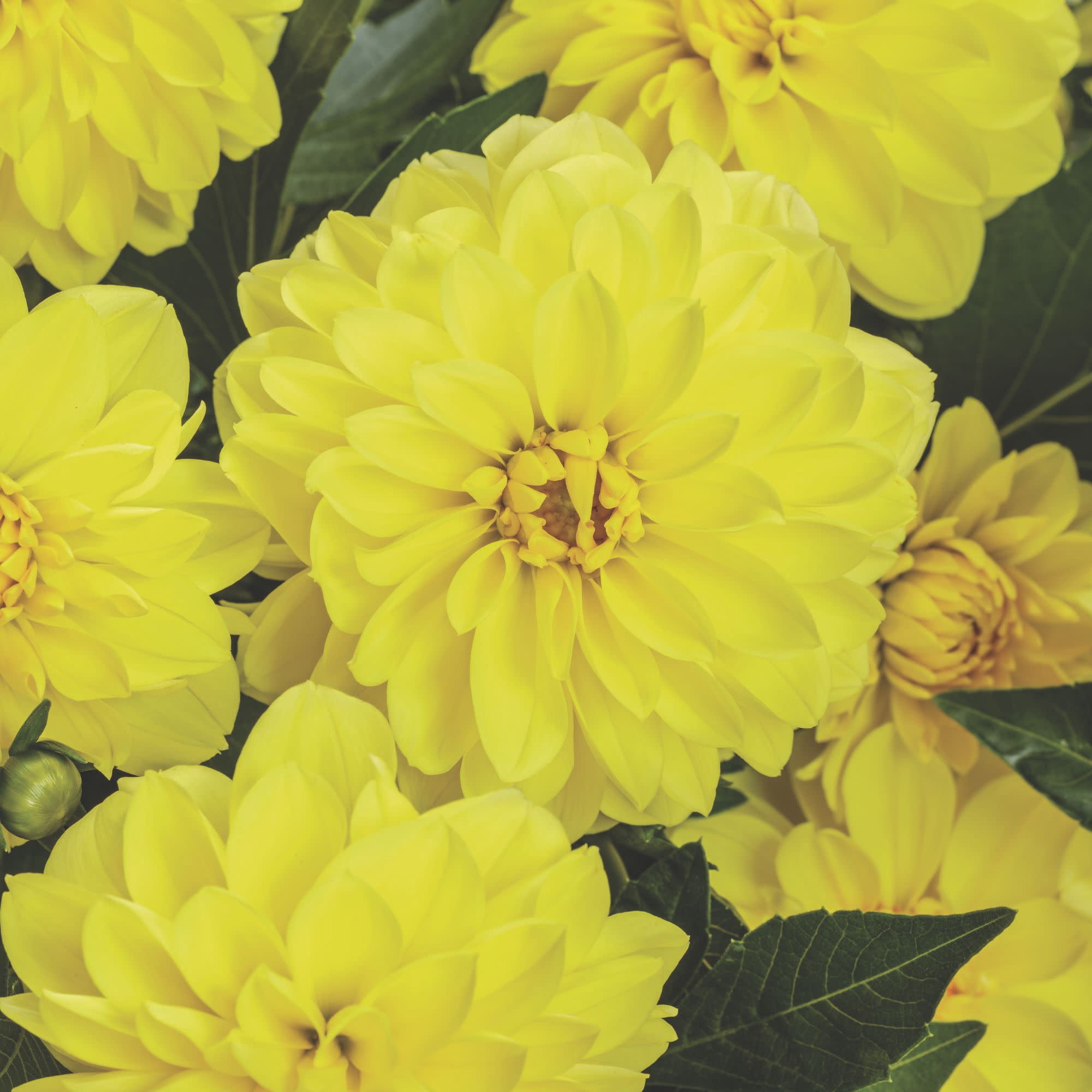 Proven Winners 8" Virtuoso Dayglo Yellow Dahlia Live Plant in 6.5" Pot
