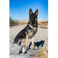 thumbnail image 2 of Muench, Zandria 17x24 Gold Ornate Wood Framed with Double Matting Museum Art Print Titled - German Shepherd in the Coachella Valley-California, 2 of 4