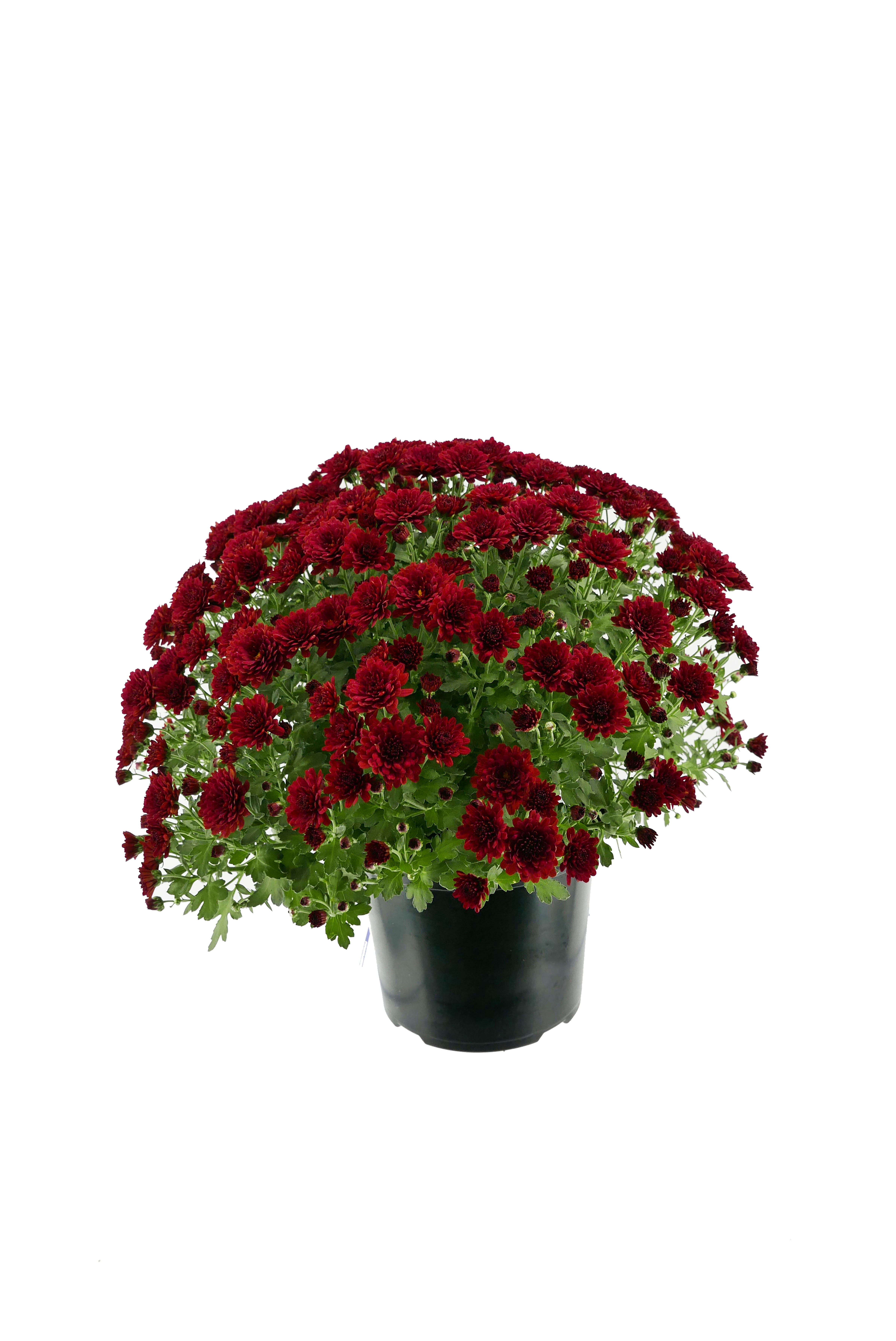 Expert Gardener 3QT Mum Red