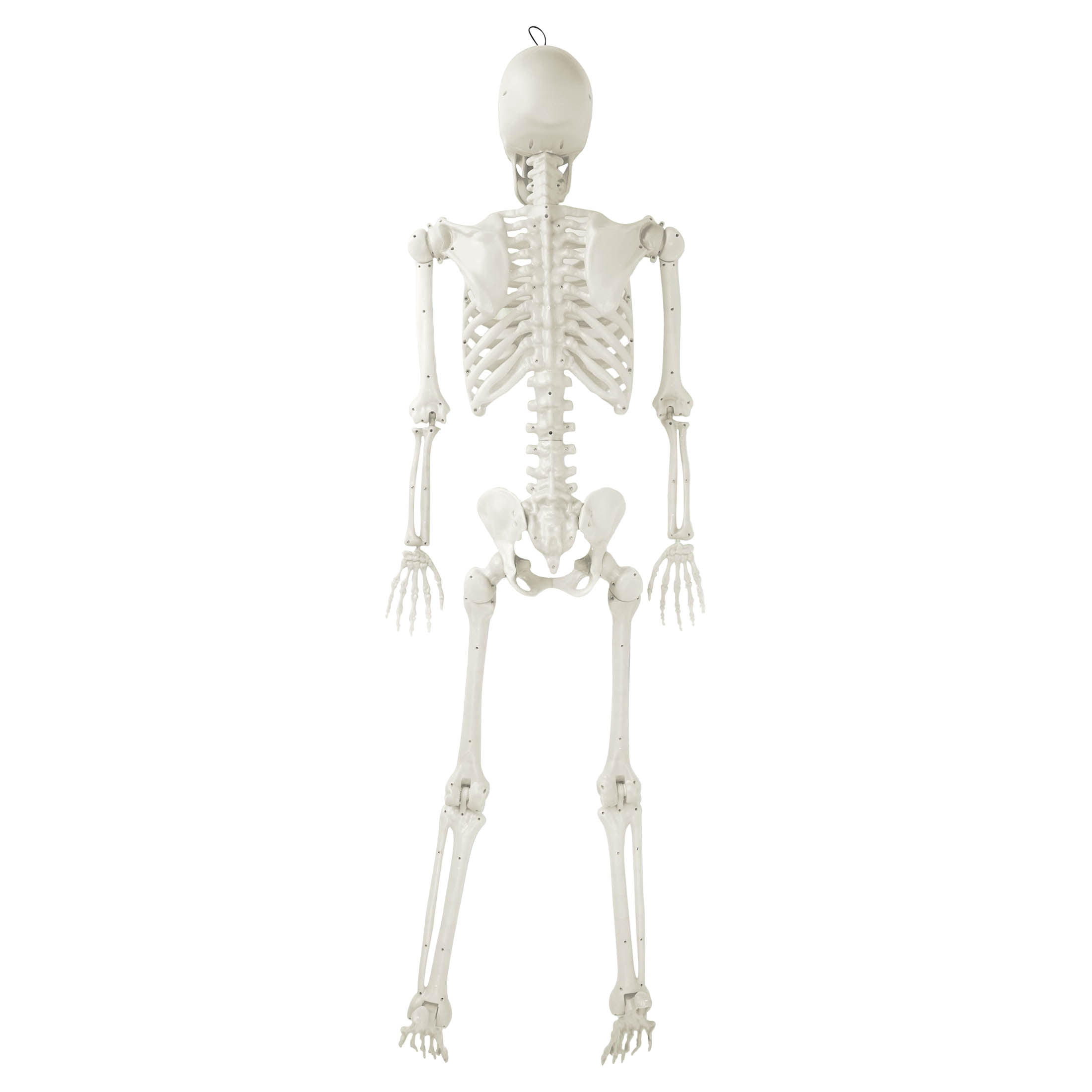 Hanging Posable Skeleton Decoration, White, 7', Halloween by Way To Celebrate
