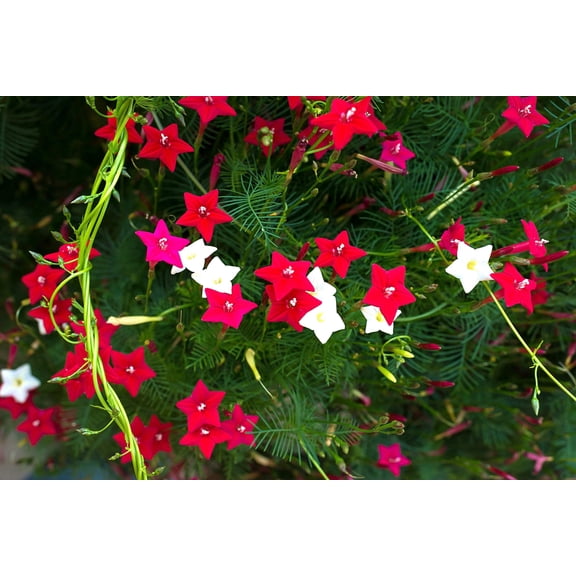 50 CYPRESS VINE MIX Ipomoea Quamoclit Convolvulus Hummingbird Star Morning Glory Cardinal Creeper Flower Seeds - Mixed Colors Red Pink White