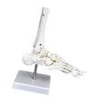 thumbnail image 3 of BELOVING Modèle Articulé Humain Éducation Léger Science pour Exposition Étude Pied, 3 of 10
