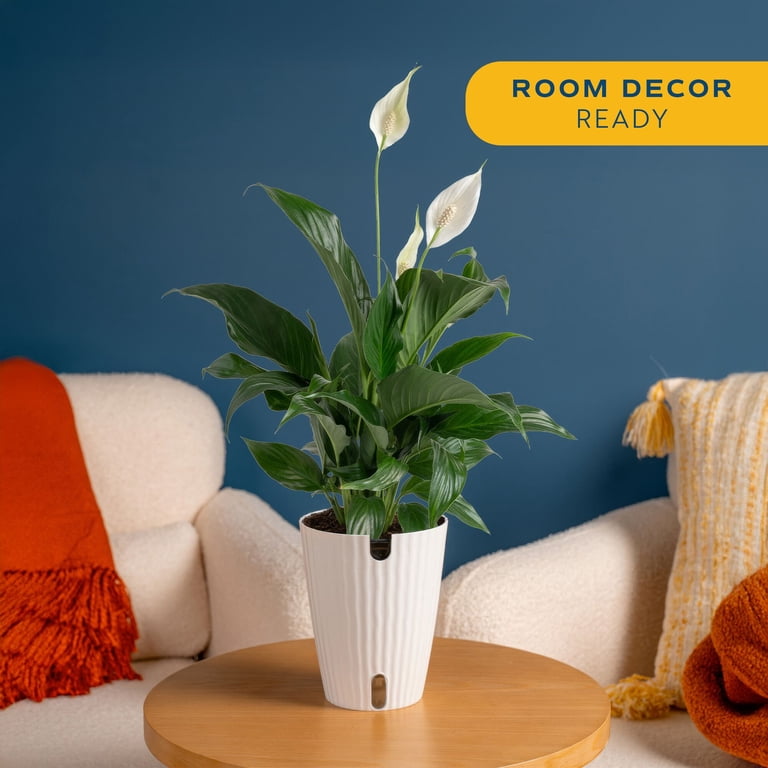 prayer plant and cats Maranta Cat Moustache – The Plant Boys main image 1
