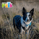 thumbnail image 2 of Arnes Xgde De Malla Fancy Pets xgde, 2 of 2