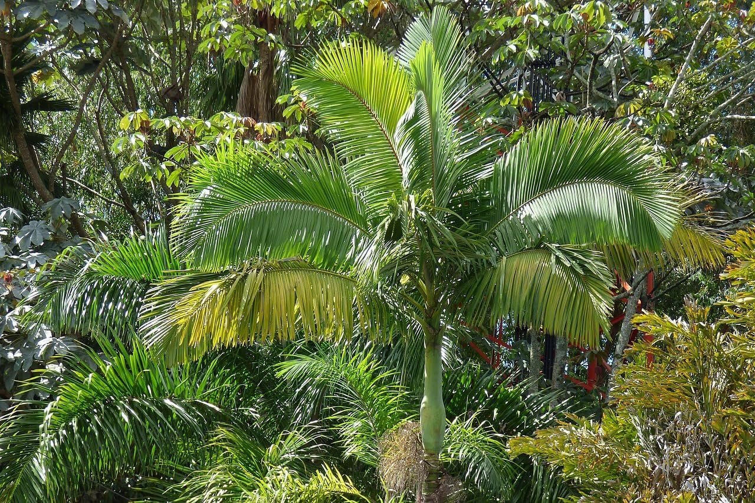 King Palm - Live Plant in a 3 Gallon Growers Pot - Archontophoenix Alexandrae - Rare Ornamental Palms of Florida - image 4 of 5