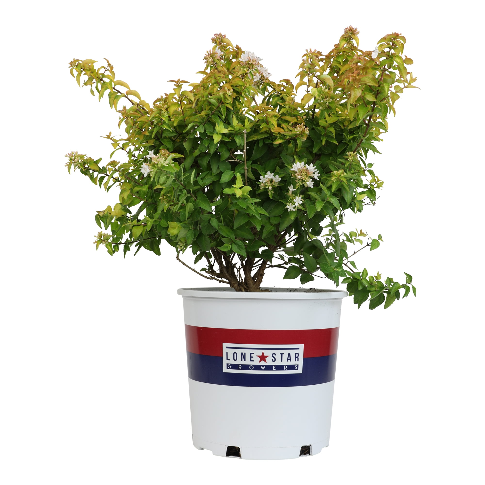 Lone Star Growers Peach Perfection Abelia, Flowering Outdoor Plants & Shrubs, 2 Gal. Pot