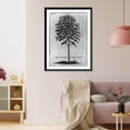 thumbnail image 3 of Historic Framed Print, Arbre du café deffiné en Arabie fur le naturel, 17-7/8" x 21-7/8", 3 of 9