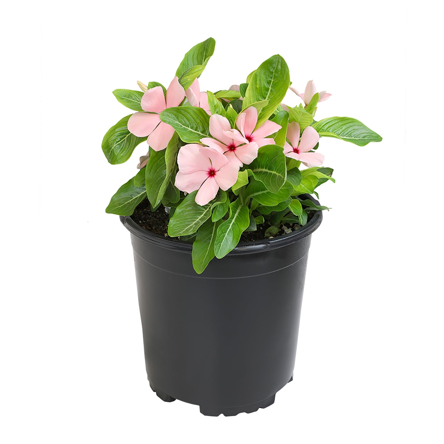 Expert Gardener Pink Vinca Live Plant|2.5 QT Grow Pot| Full Sun to