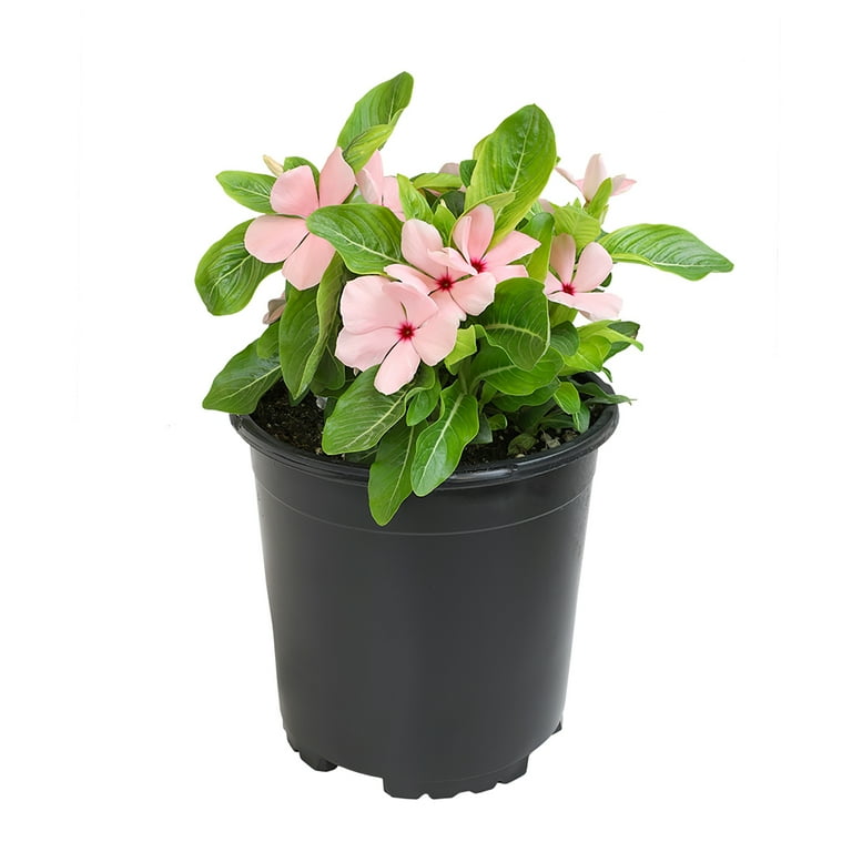Expert Gardener Pink Vinca Live Plant|2.5 QT Grow Pot| Full Sun to