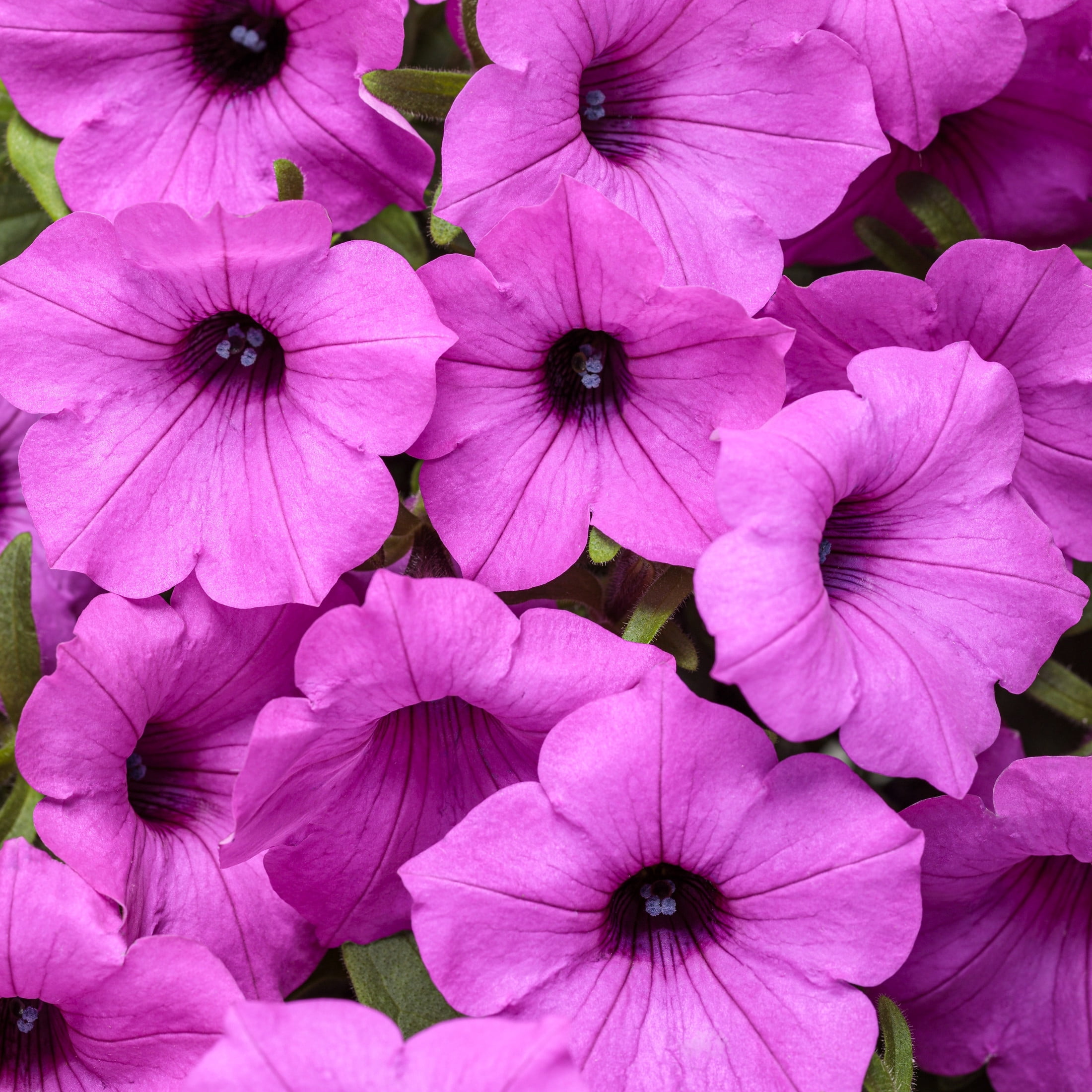 Proven Winners 4" Purple Supertunia Vista Jazzberry Petunia Live Plant in 4.25" Pot (4 Count)