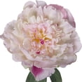 thumbnail image 2 of Mainstays Artificial Peony Stem, 2 of 5