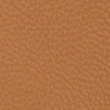 Acorn