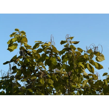 - Canvas Print Light Green Catalpa Fruits Tree Pods Ornamental Stretched Canvas 32 x 24