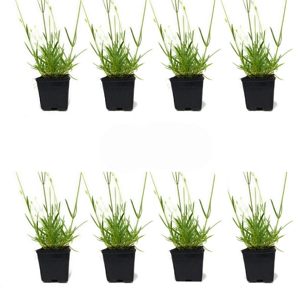 L+ French Provence Lavender – 8 Very Fragrant Live Plants with Blue Flowers in 4" Pots – Aromatic, Hardy & Perfect for Garden Décor, Gifts & Pollinator Gardens
