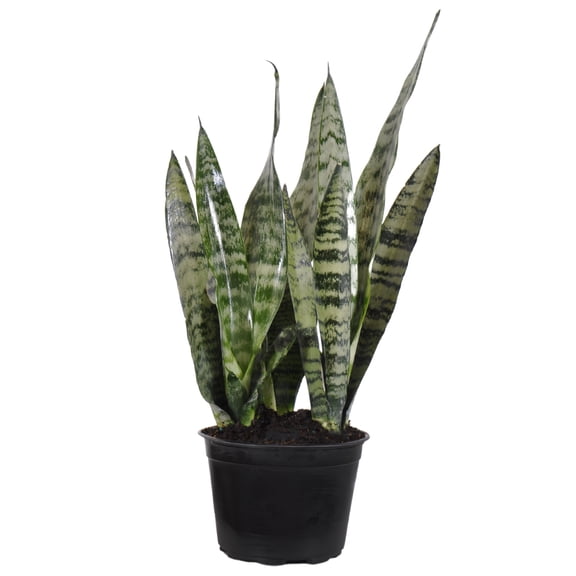 United Nursery Live Sansevieria Zeylanica Plant 14-18 inches Tall in 6-inch Grower Pot