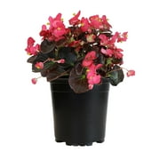 Altman Plants 1 g Begonia Fibrous Green Leaf Pink Plant