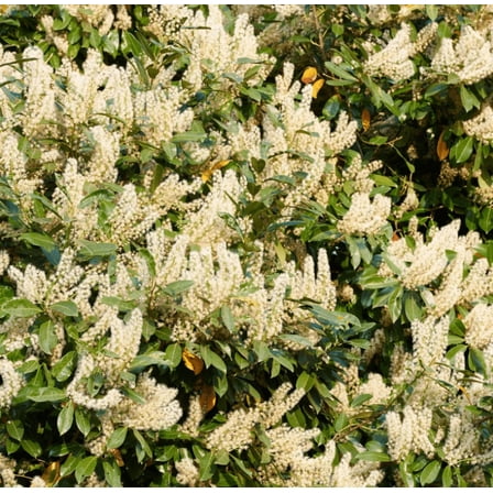 Set 2 Cherry Laurel Trees Live Plants for Planting, Dormant Bush Hedge Bare Roots Seedlings, Winter Dormant