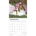 BrownTrout, Shetland Sheepdogs 2025 Wall Calendar