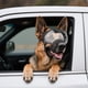 thumbnail image 2 of Gafas de Sol Antivaho y Anti-UV NAMSAN para Perros Grandes, 2 of 7