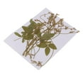 thumbnail image 4 of EHJRE 12 Pack Real Pressed Dried Flowers Pea Tendrils for DIY Decoration Art Craft, 4 of 9
