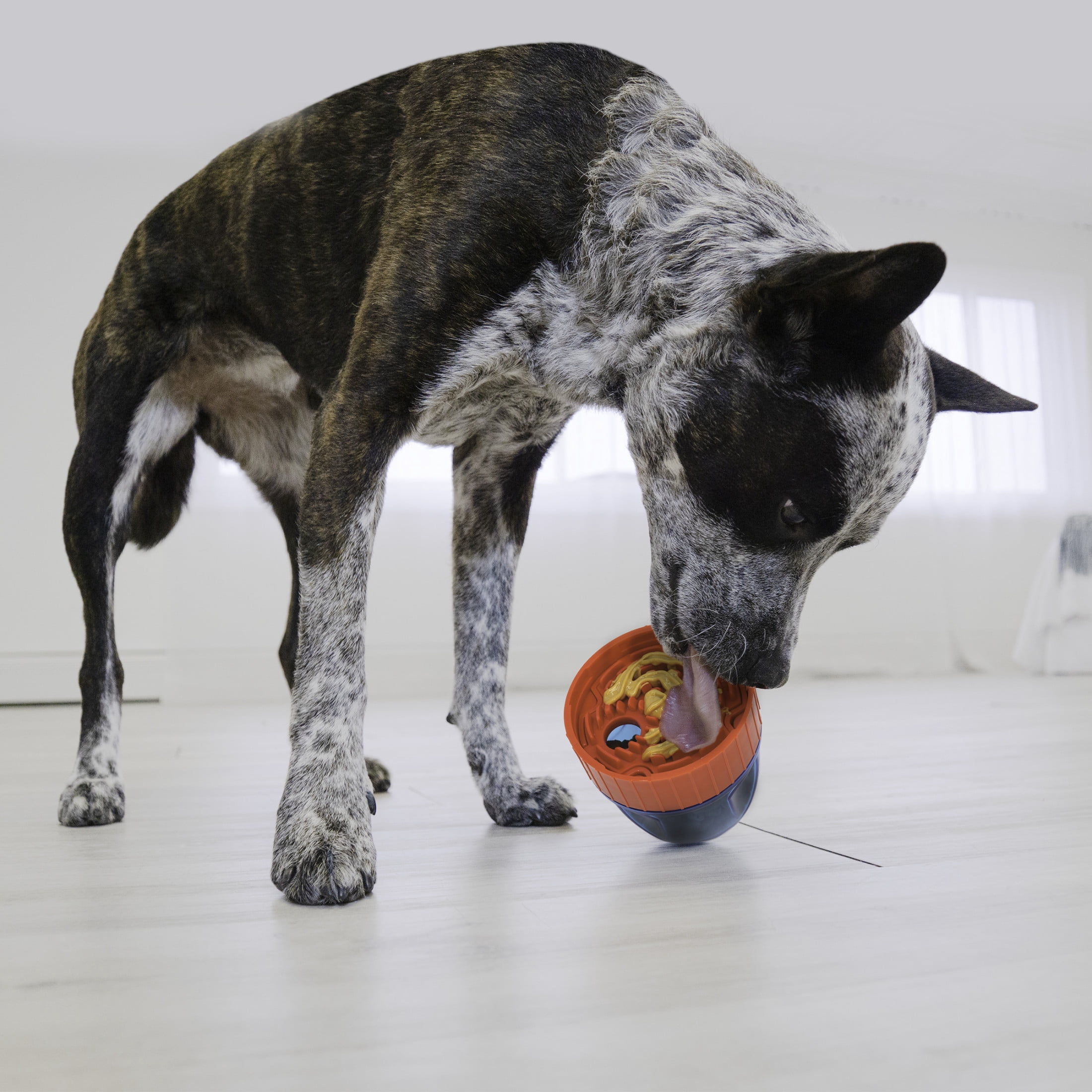 KONG Detachable 1-Piece with Treat Dispenser & Slow Feeder for Average Chewers, Multicolor Pod Large (1 Pack)