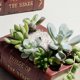 thumbnail image 4 of s Bonsai Cubeta Cama de Sedum Libro Artificial Sunnimix Suculenta Pot, 4 of 8