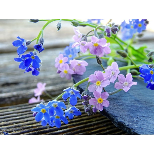Canvas Print Pink Forget Me Not Pointed Flower Blue Flowers Stretched Canvas 10 X 14 Walmart Com Walmart Com Canvas Print Pink Forget Me Not Pointed Flower Blue Flowers Stretched Canvas 10 X 14 Walmart Com Walmart Com