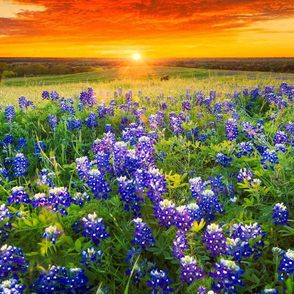 Texas Bluebonnet Seeds - Texas Bluebonnet Wildflower Seed - 5 LBS