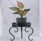 thumbnail image 2 of Soporte de metal para plantas, resistente, para macetas de exterior e interior., 2 of 6