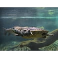 thumbnail image 3 of Fitzharris, Tim 14x12 Black Modern Framed Museum Art Print Titled - Malaysian pond turtle, 3 of 5